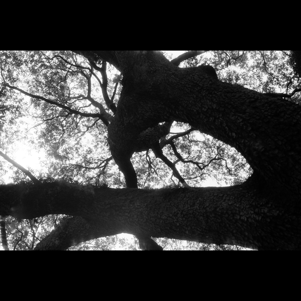 Meet your Posher, Imani